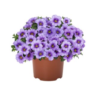 CALIBRACHOA Bloomtastic Blue Sky