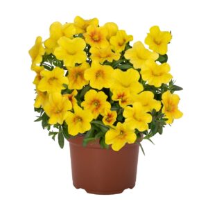 CALIBRACHOA Bloomtastic Honey *New