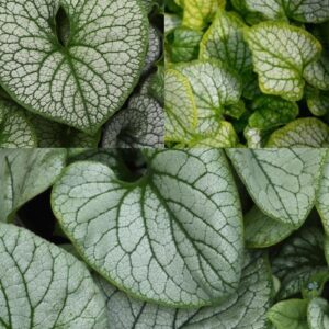BRUNNERA Macrophylla Mix #1