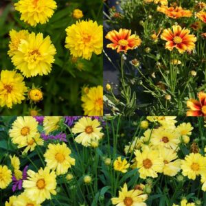 COREOPSIS Auriculata Mix (Tickseed)
