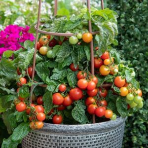 TOMATO Cherry Blast *New