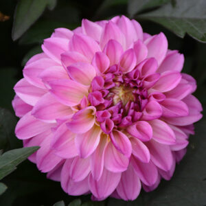 DAHLIA City Lights™  Lavender Pink *New