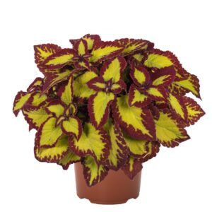 COLEUS Stained Glassworks Velvet