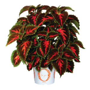 COLEUS Main Street Franklin Street *New