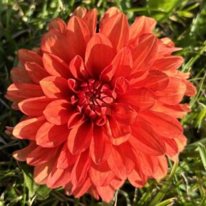 DAHLIA Darlin Scarlet *New