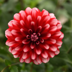 DAHLIA Dalaya® Red Lace *New