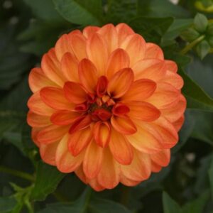 DAHLIA Dalaya® Red + Yellow Eye