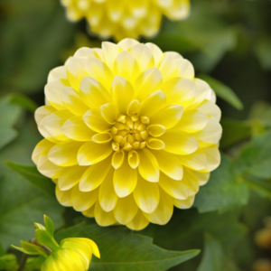 DAHLIA Dalaya® Yellow Lace *New
