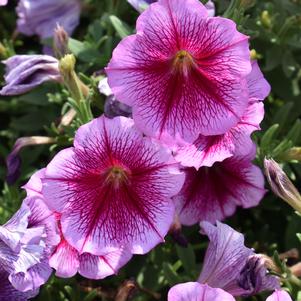 PETUNIA Capella™ Fuchsia Lace