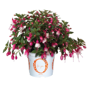 FUCHSIA Ballerina Jeté