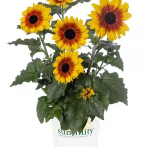 HELIANTHUS Sunfinity Yellow Red Bicolor (Sunflower) *New