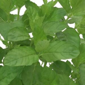 HERB Mint MinTea *New