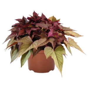 IPOMOEA Bright Ideas Rusty Red