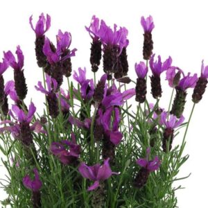 HERB Lavender Stoechas LaDiva Berry Beautiful