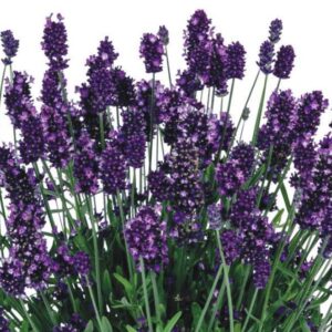 HERB Lavender Stoechas LaDiva Eternal Grace *New