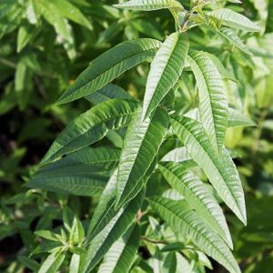 HERB Lemon Verbena