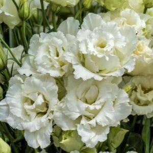 LISIANTHUS Voyage 2 White