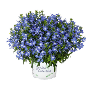 LOBELIA Bella Mare