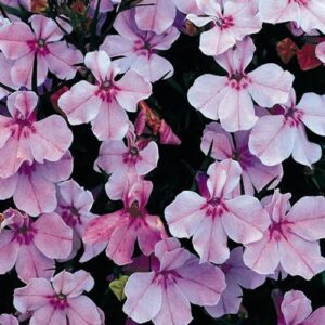 LOBELIA Regatta Lilac