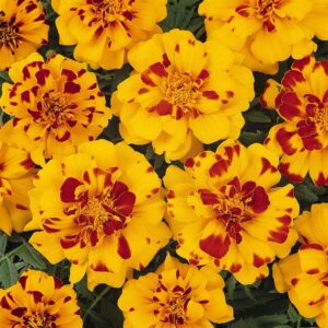 MARIGOLD (French) Durango® Bolero