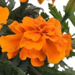 MARIGOLD (French) Durango® Orange