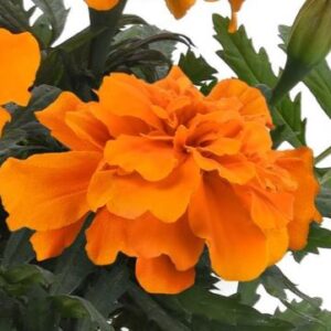 MARIGOLD (French) Durango® Orange