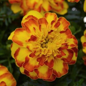 MARIGOLD (French) Flamenco