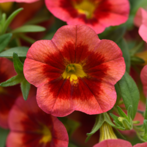 CALIBRACHOA MiniFamous® Neo Coral Flash *New