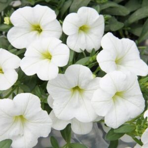 CALIBRACHOA MiniFamous® Neo White