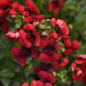 NEMESIA Whimsy™ Red (Sub Nesia Burgundy)