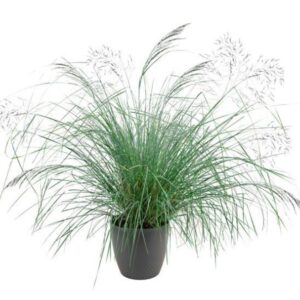 ORNAMENTAL GRASS Eragrostis Lovey Grass *New