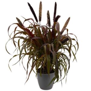 ORNAMENTAL GRASS Pennisetum Millet Glaucum Inky