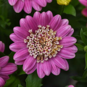 OSTEOSPERMUM 4D™ Pink Lemonade *New