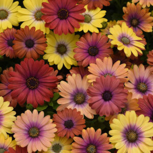 OSTEOSPERMUM Akila® Hawaii Sunset Mix