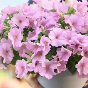 PETUNIA Easy Wave® Pink Pearl (275) *New
