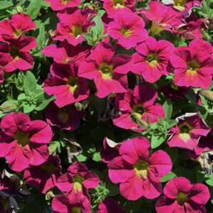 PETUNIA Capella™ Sangria