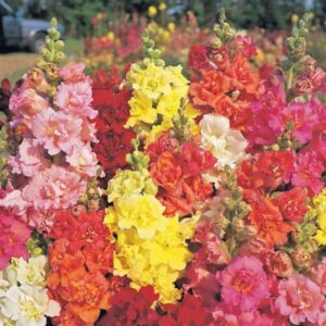 SNAPDRAGON Madame Butterfly Mix