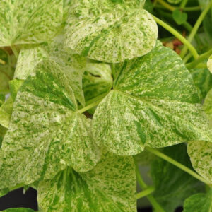 IPOMOEA Sweet Georgia Green Splash