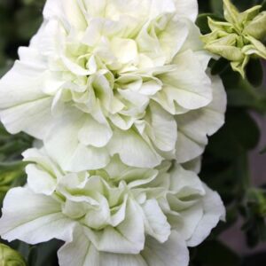 PETUNIA DOUBLE SweetSunshine™ White