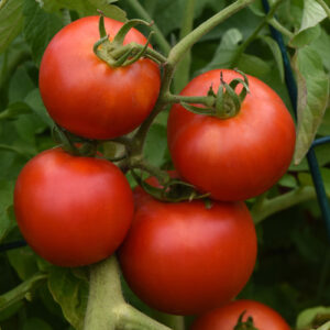 TOMATO Early Girl Plus