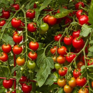 TOMATO Supersweet 100