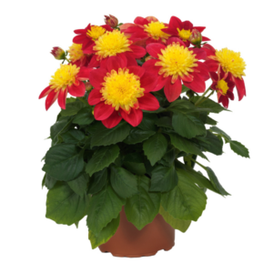 DAHLIA Venti™ Fireburst *New