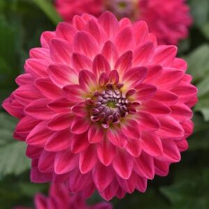 DAHLIA Venti™ Magenta + White Eye