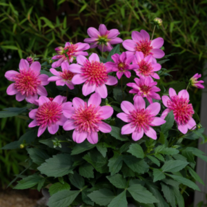 DAHLIA Venti™ Pink Burst *New