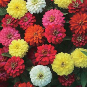 ZINNIA Double Zahara® Mix (270)