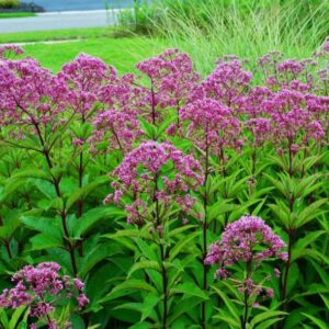 EUPATORIUM Maculatum