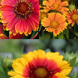GAILLARDIA Aristata Mix (Blanket Flower)