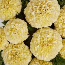 Marigold (African) Lanna Lace