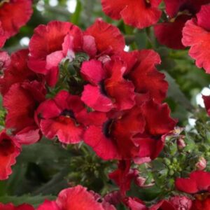 NEMESIA Nesia Burgundy (RED)