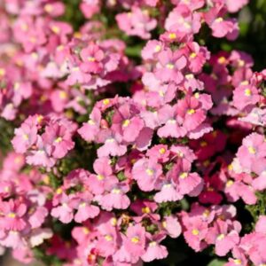 NEMESIA Nesia Pink Crush